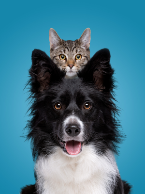 vepa pets club 2 (300 x 400 px) (1)
