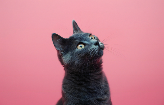 vepa pets club gato 1