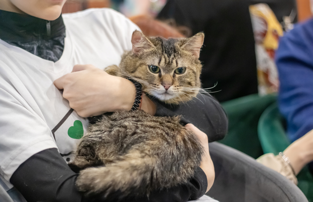 vepa pets club gato 2